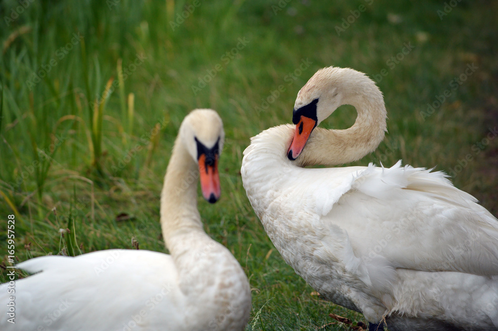 Obraz premium Schwäne