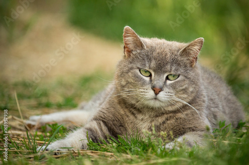 Wallpaper Mural Cat laying in the the grass Torontodigital.ca