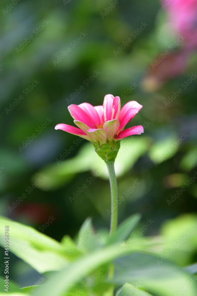 flower garden flower garden