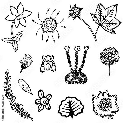 North tundra plant element collection