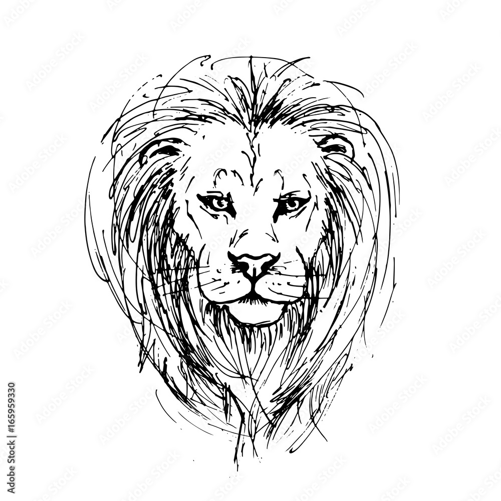 Hand drawn lion pen drawing illustration - Stock Illustration [82948079] -  PIXTA