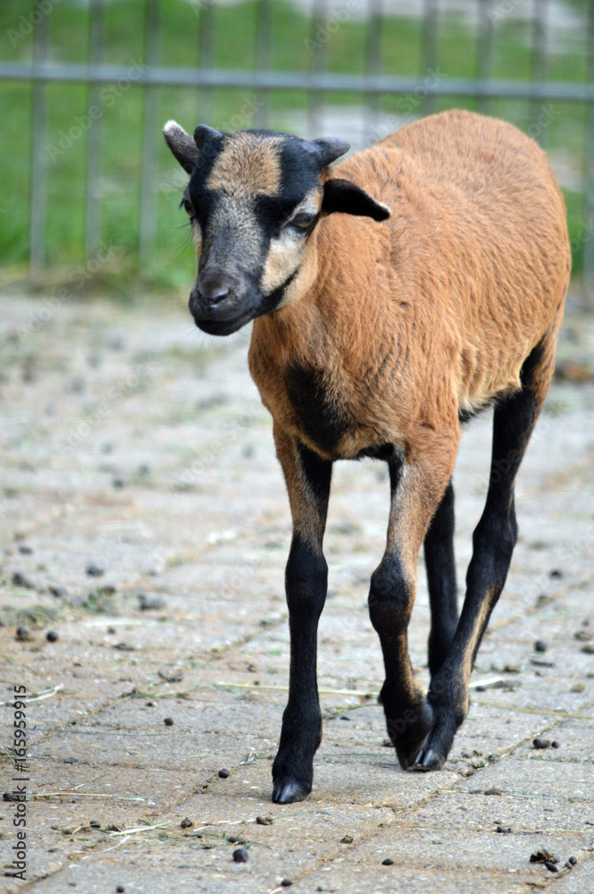 Ziegenlamm