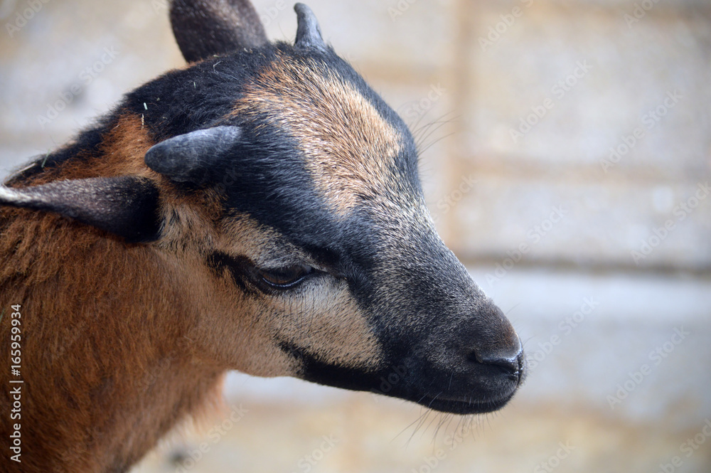 Obraz premium Ziegenlamm