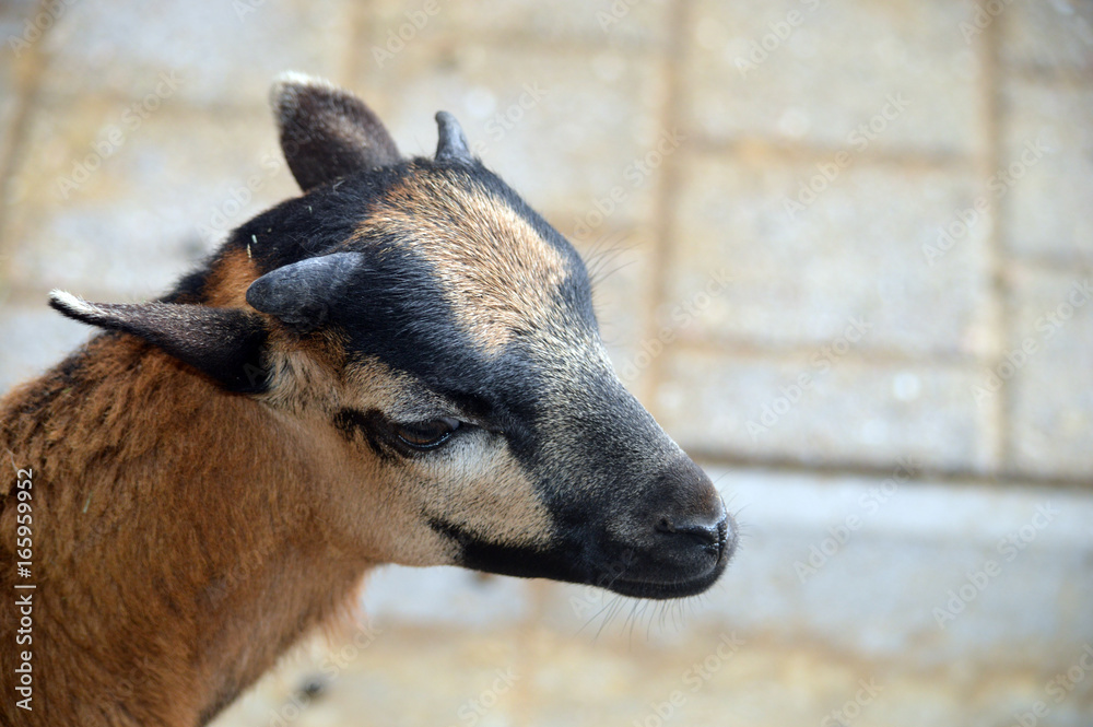 Fototapeta premium Ziegenlamm