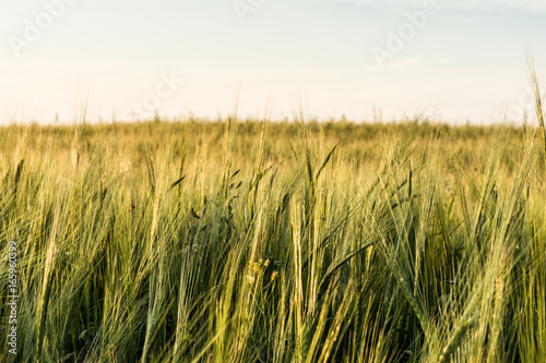 Detail of barley field. Young barley plants in the field. Blurred background.