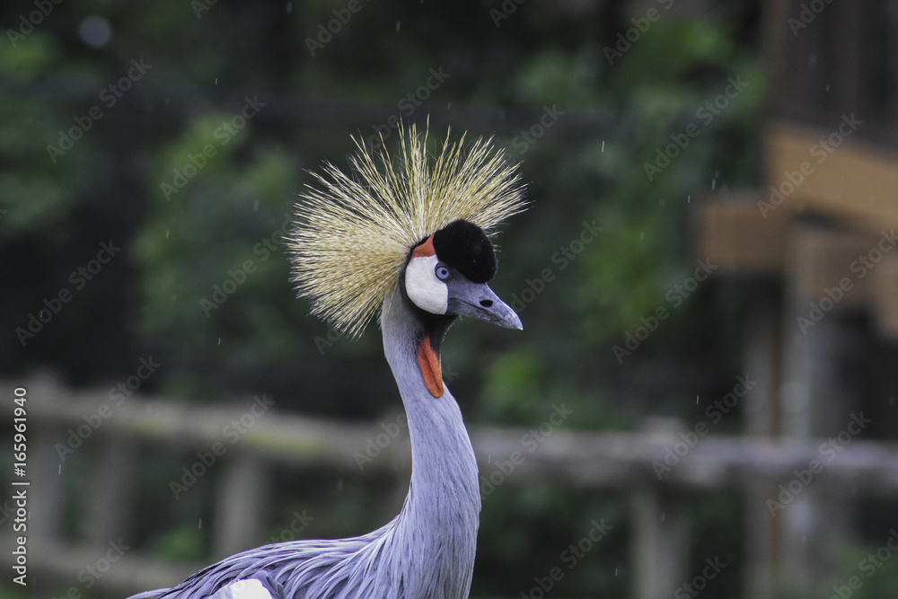 Fototapeta premium Black Crowned Crane