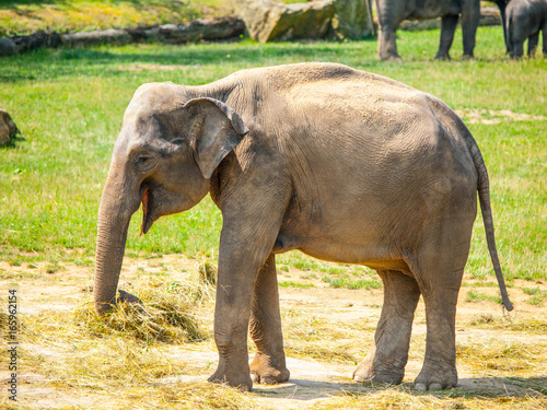 Young indian elephant baby on sunny day.