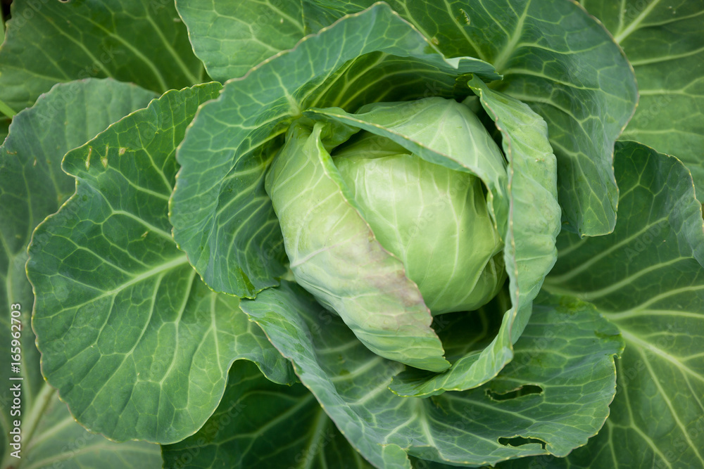 Top view on organic Cabbage. Fresh Green Head of Cabbage in the garden. Healthy eating. Top view on organic Cabbage. Fresh Green Head of Cabbage in the garden. Healthy eating.