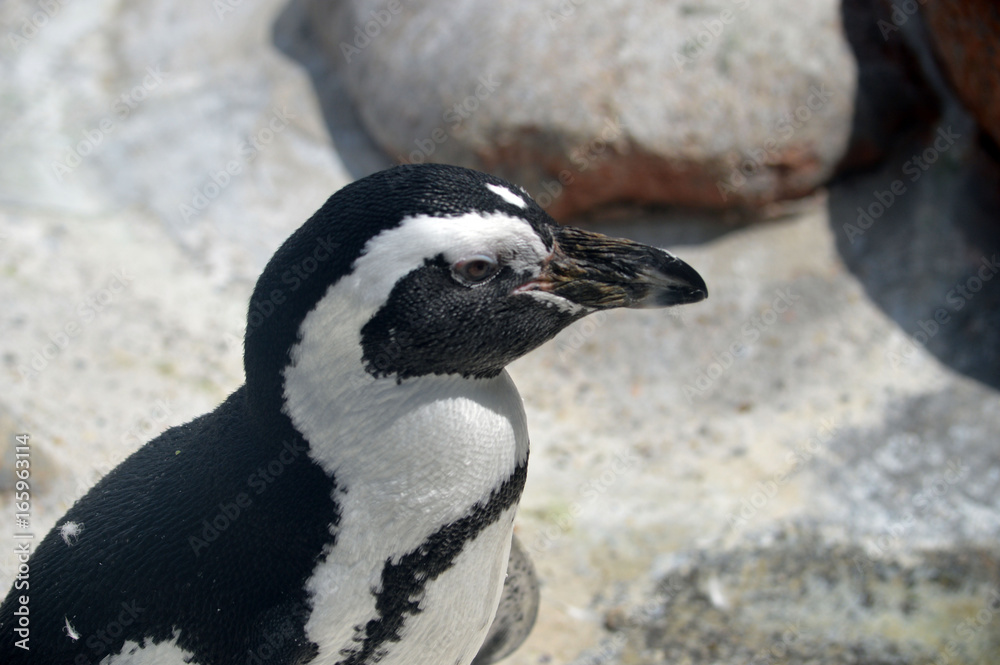 Fototapeta premium Pinguin
