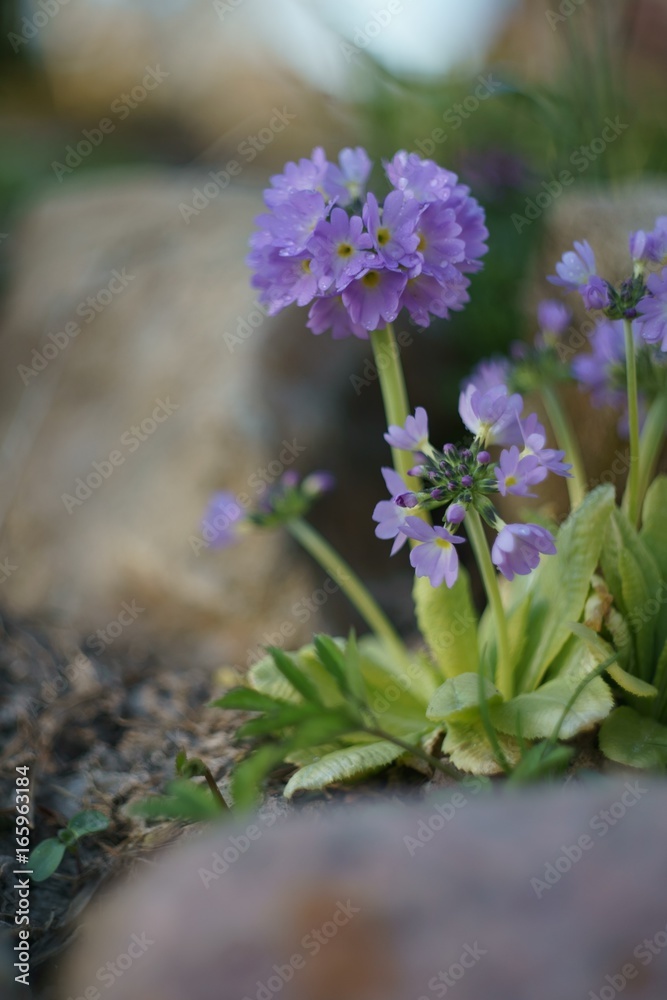 Beautiful Primrose. Beautiful Primrose.