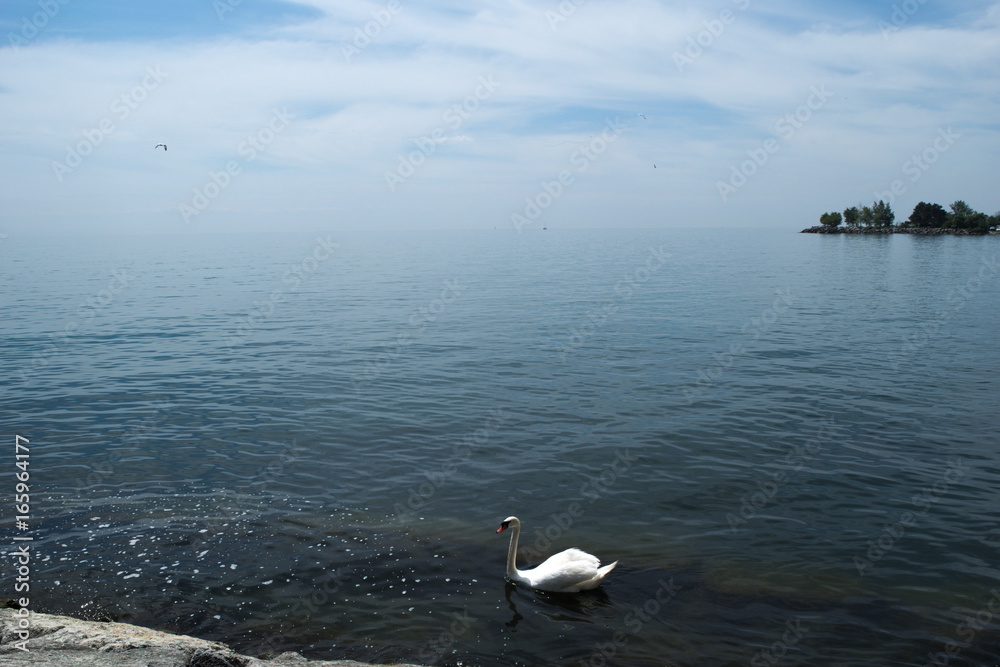 Fototapeta premium Cisne vista al lago