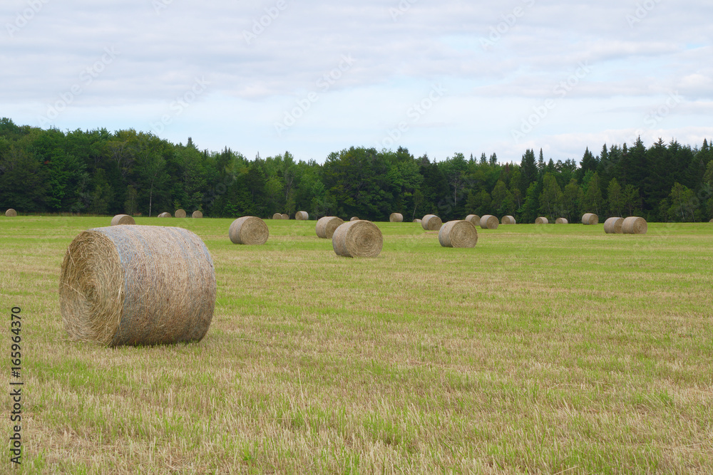 circle hay bale in field farm agriculture rural landscape meadow straw