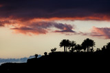 Tenerife sunset with palms