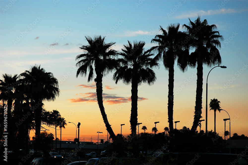 palm tree silhouette during sunset in Phoenix city