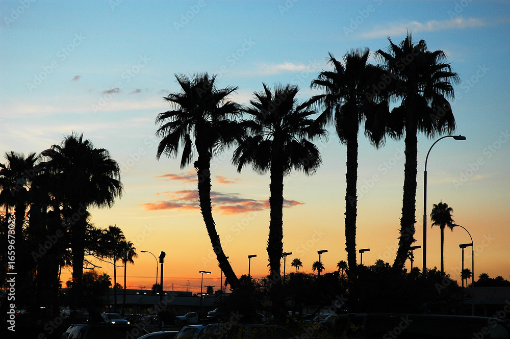 Obraz premium palm tree silhouette during sunset in Phoenix city