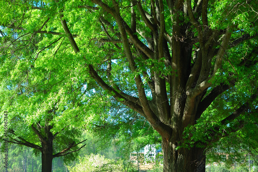 Fototapeta premium tree trunk and green tree branches in urban area