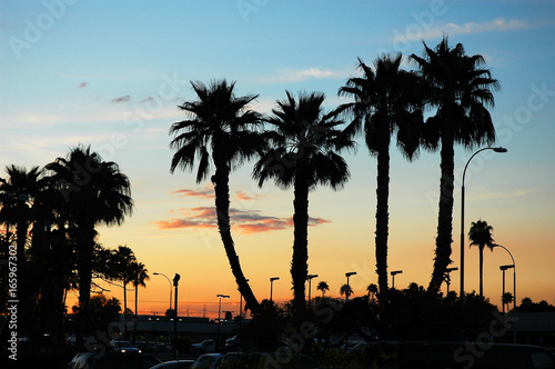 palm tree silhouette during sunset in Phoenix city © nd700