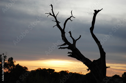 old dry tree trunk silhouette against sunset sky