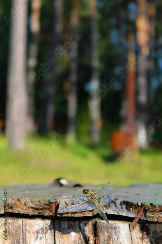 Dragonfly on the edge of the bench on the background of trees