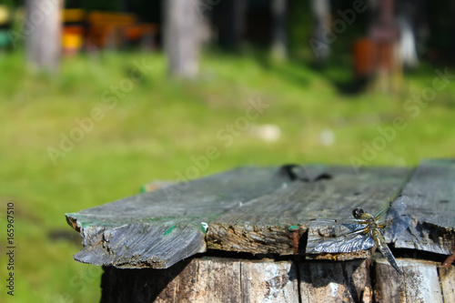Dragonfly sits on a wooden bench in the background of trees