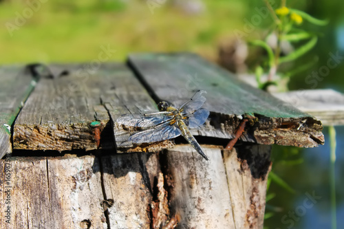 Dragonfly sits on wooden boards on the background of trees