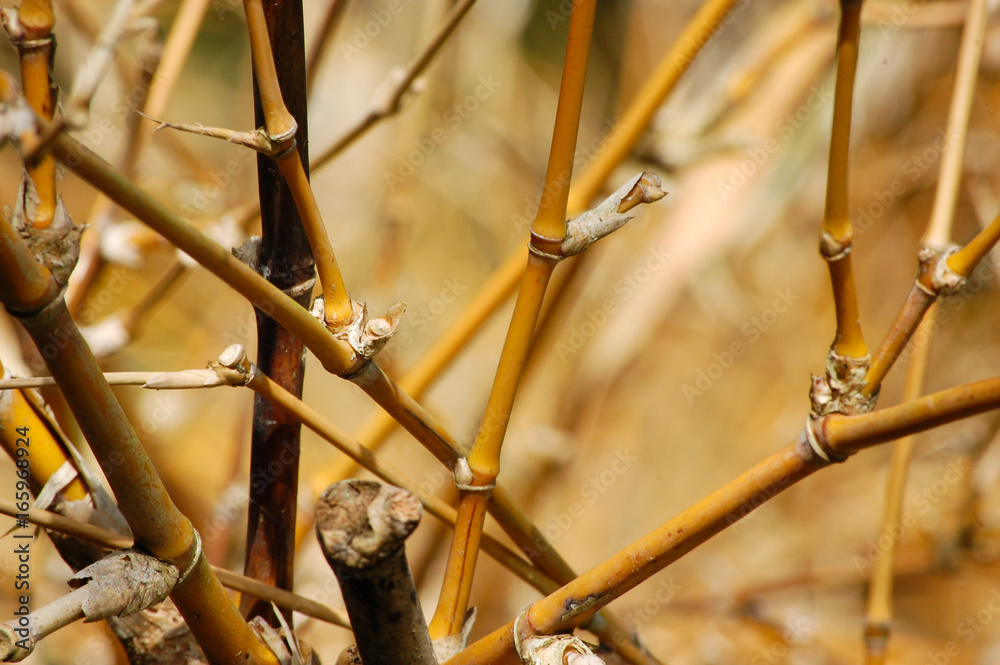 Fototapeta premium Galhos de bambu