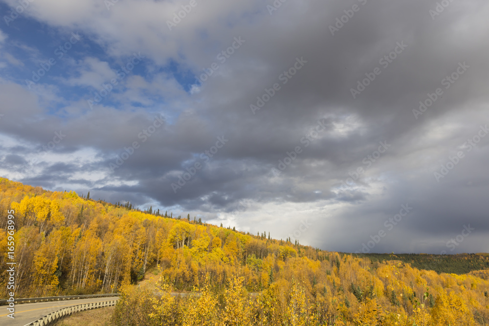 Obraz premium Alaskan Gold