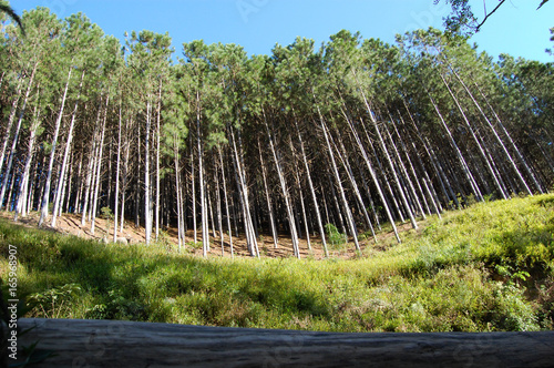 Plantação de pinus eliotis photo