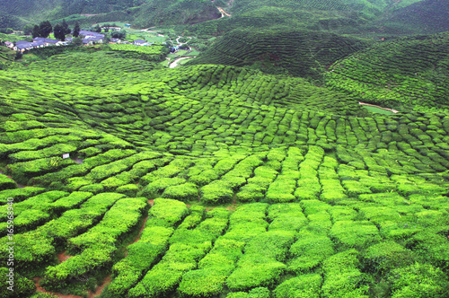 Tea is planted in a rows creating beautiful landscape patterns.