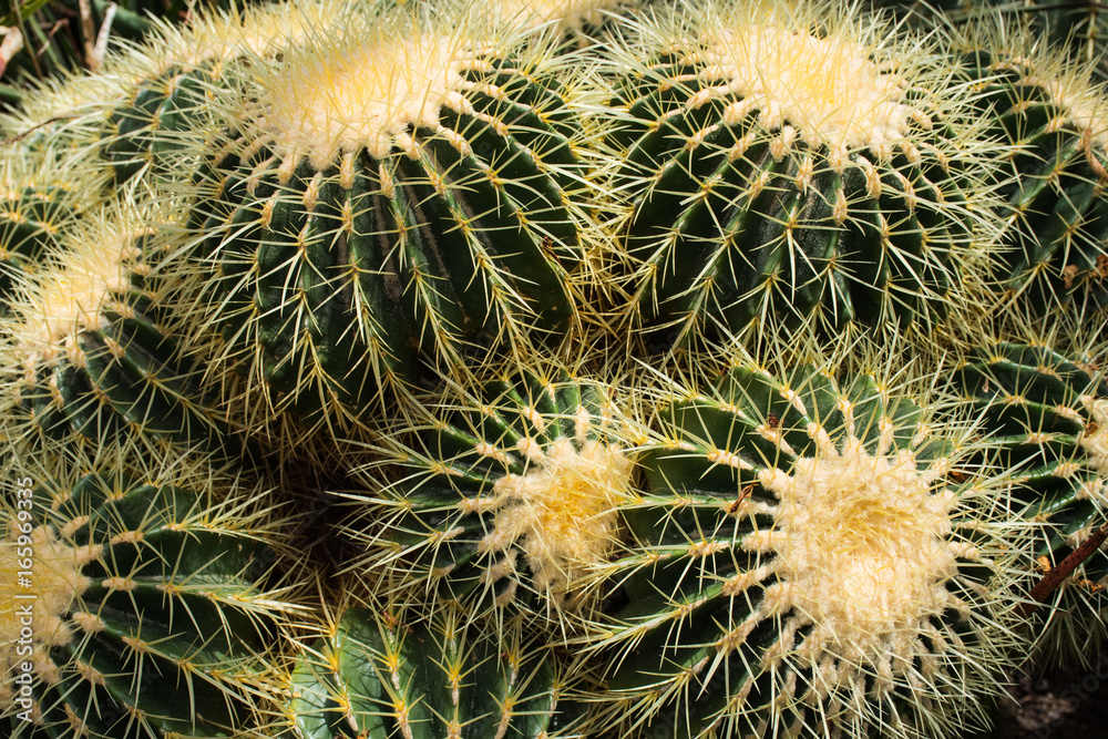 cactus plants and greenery cactus plants and greenery