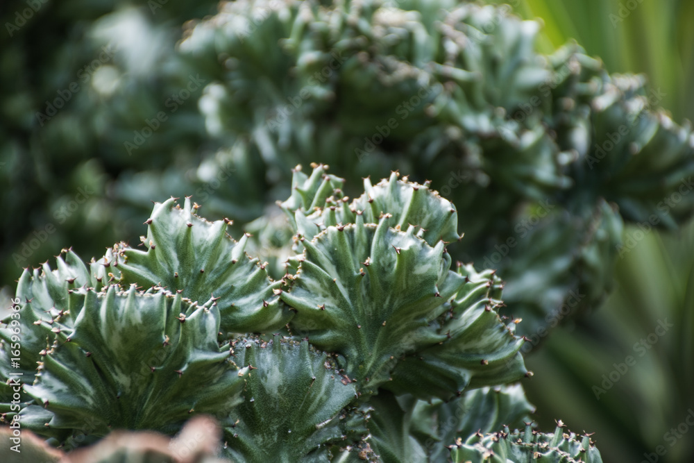 cactus plants and greenery cactus plants and greenery