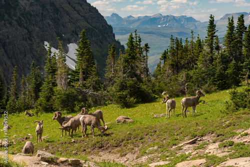 Grazing Bighorn sheep at Logan Pass in Glacier National Park in the summer