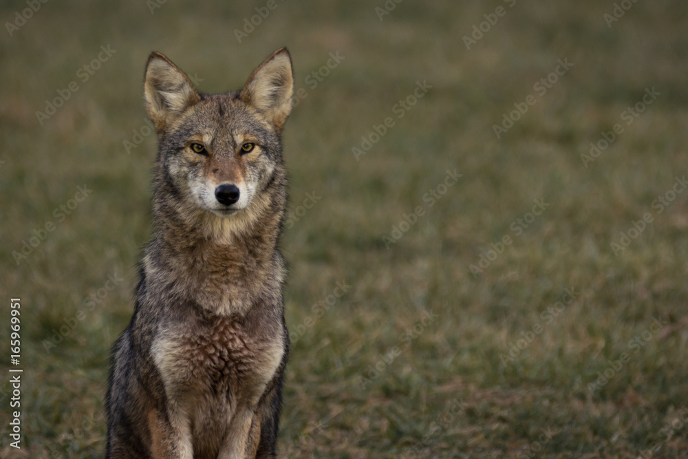 Coyote Coyote