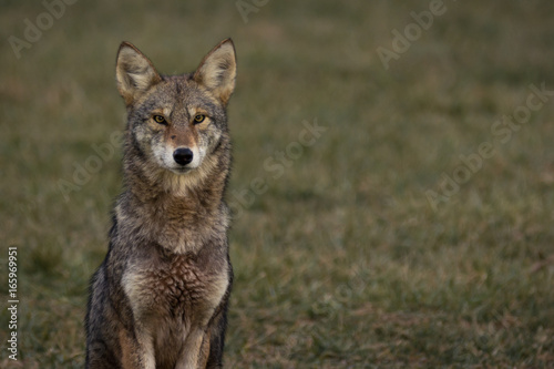 Coyote photo