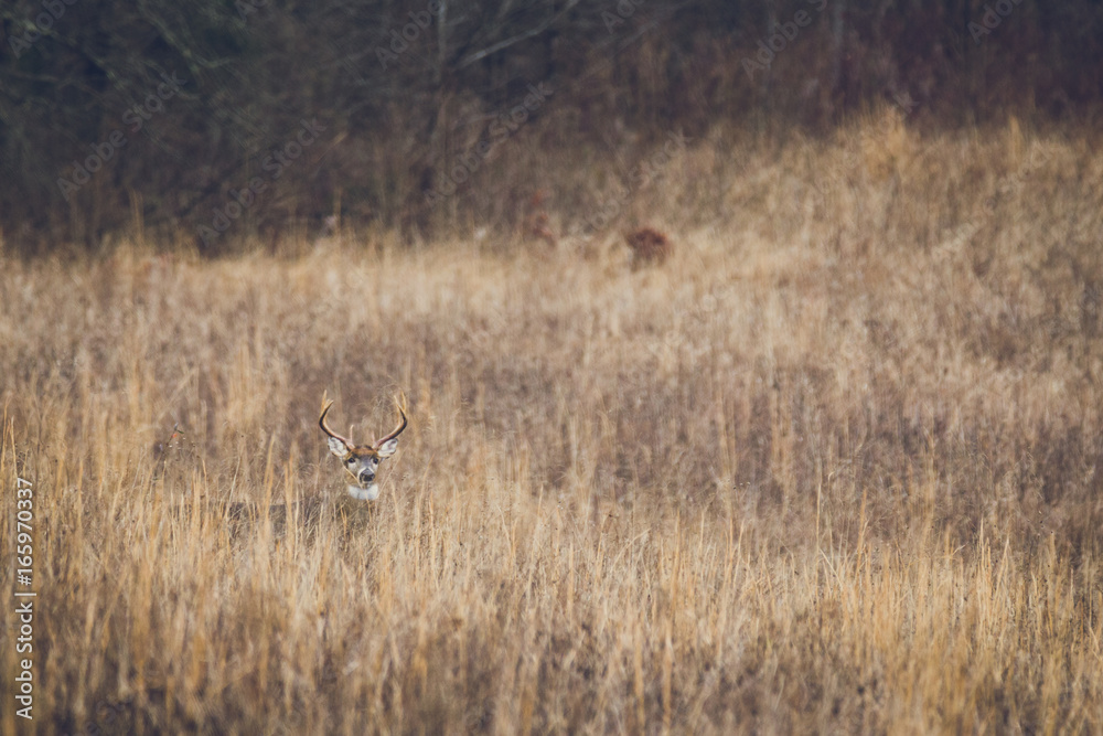 Deer Deer