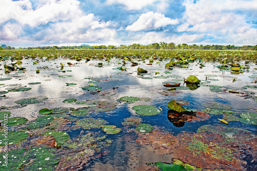  Aquatic plants and Lotus flowers on the water surface In a lake