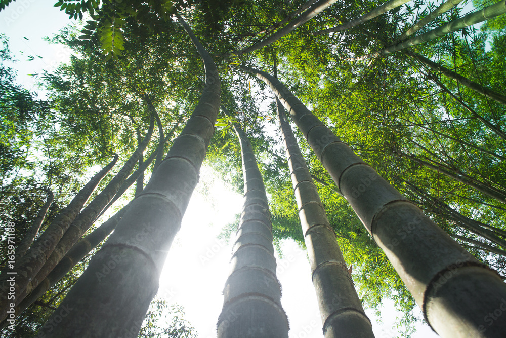 Fototapeta premium Bamboo to build a house