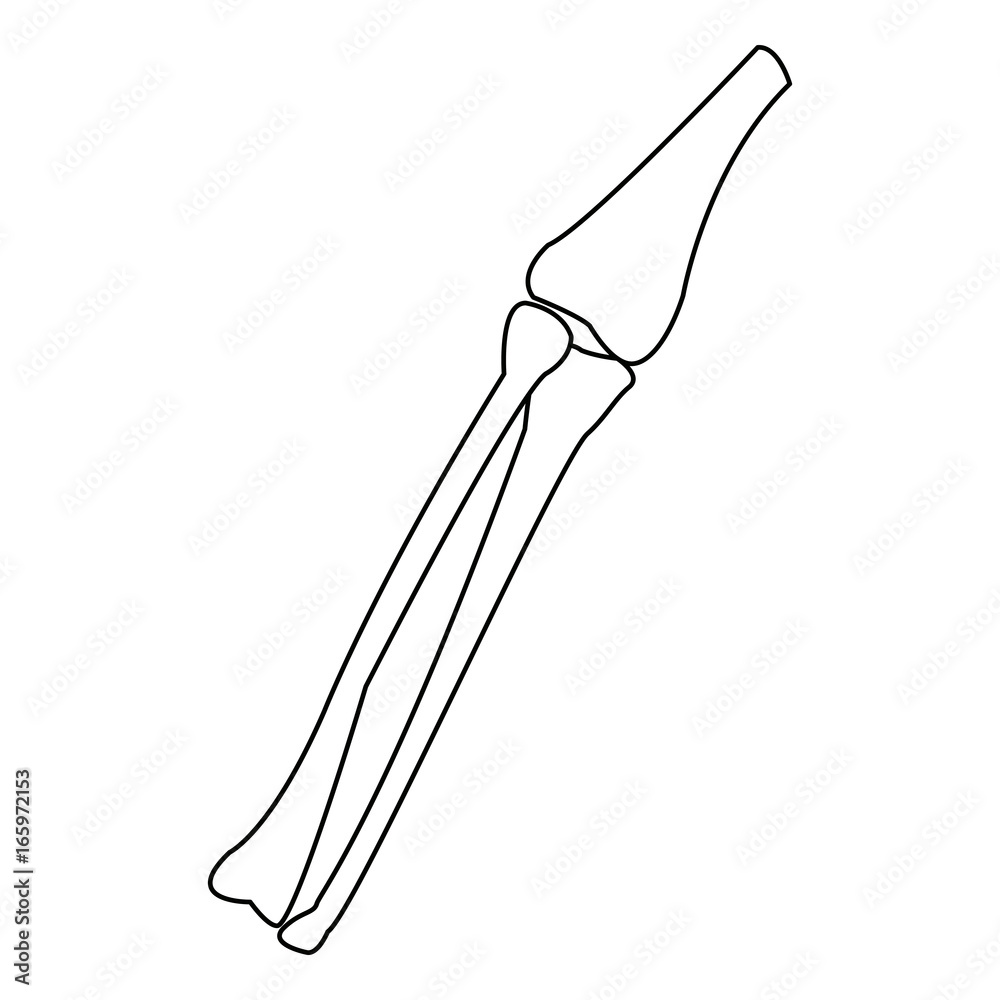 leg bones tibia and fibula anatomy human Stock Vector | Adobe Stock
