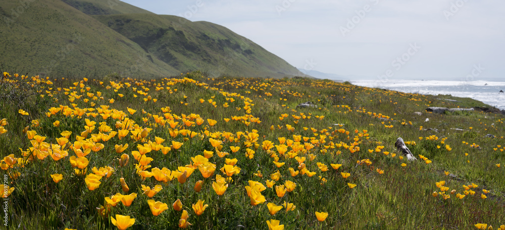 Fototapeta premium Wildflowers