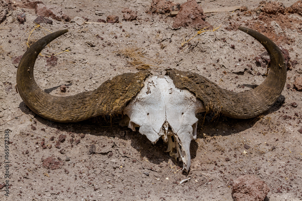 Fototapeta premium Amboseli National Park