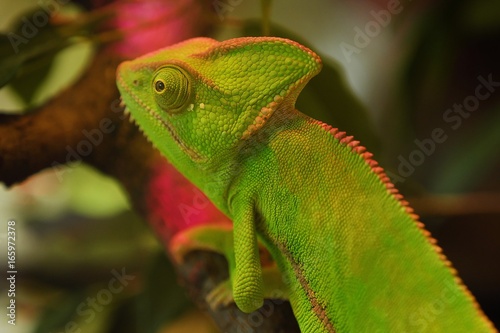 Beautiful green chameleon in an aquarium 