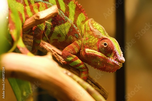 Beautiful red chameleon in an aquarium 