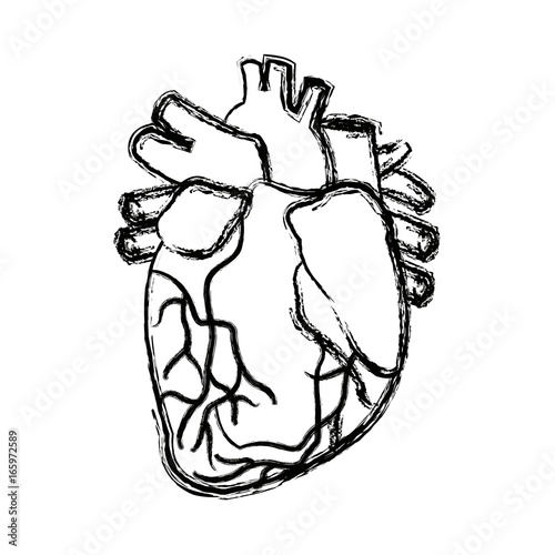 anatomy of the human heart medical
