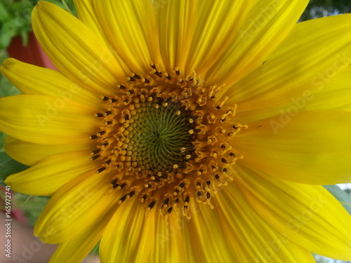 Yellow Sunflower  Sunflowers  Summer  Botanicals  Plants and Flowers  Wedding Flowers  Vintage Inspired  