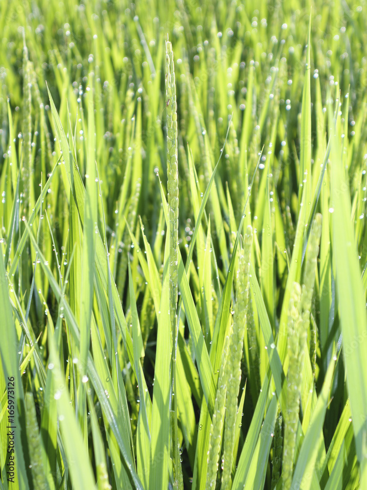 Naklejka premium 出穂