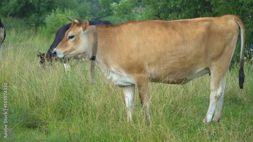 the Cow chews , posing and meditating on the lawn the Cow chews , posing and meditating on the lawn
