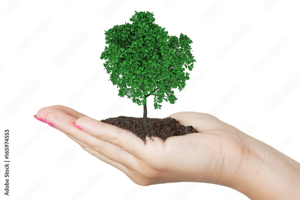 Beautiful Woman Hand Holding Tree Beautiful Woman Hand Holding Tree