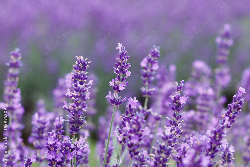 Lavender Field