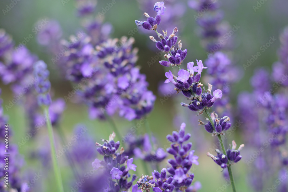 Fototapeta premium Lavender Field