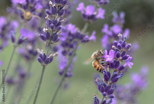 Bee in Lavender Field